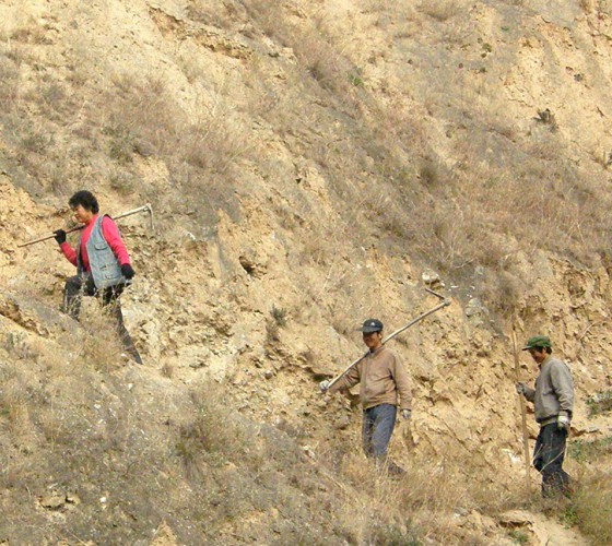 雖沒(méi)有十里桃林，漫山遍野的灼灼芳華。但我們有萬(wàn)畝國(guó)家級(jí)標(biāo)準(zhǔn)化油橄欖種植示范基地，漫山遍野，香氣撲鼻。畝是中國(guó)市制土地面積單位，一畝等于六十平..