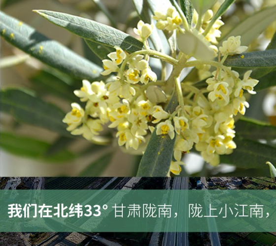 武都的氣候、土壤等與地中海沿岸極其相似，同處于世界頂級(jí)油橄欖黃金生產(chǎn)帶（32°58--33°36）年平均氣溫為14.7°，年日照時(shí)數(shù)1911..